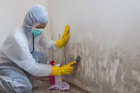 Professional Mold Removal Services in Arrowhead Beach, NC